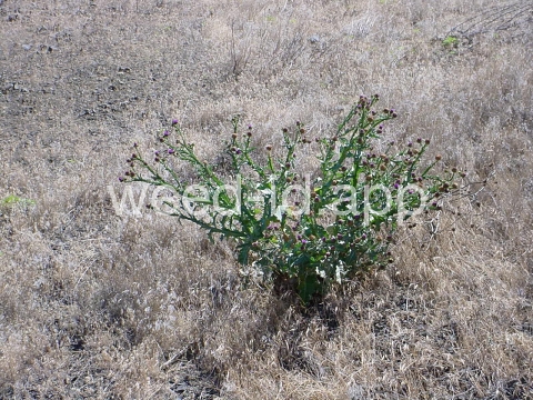thistle, Scotch